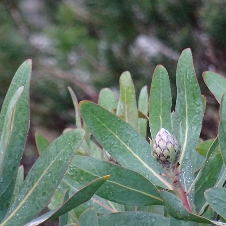 Austiny Bed And Breakfast Victor Harbor Bagian luar foto