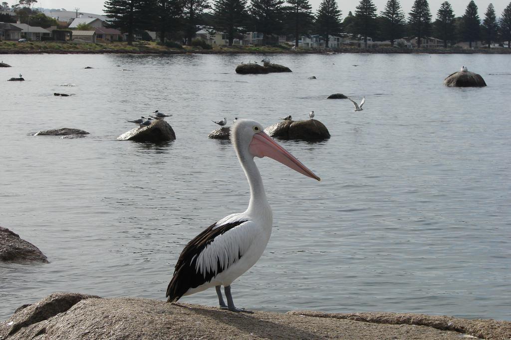 Austiny Bed And Breakfast Victor Harbor Bagian luar foto
