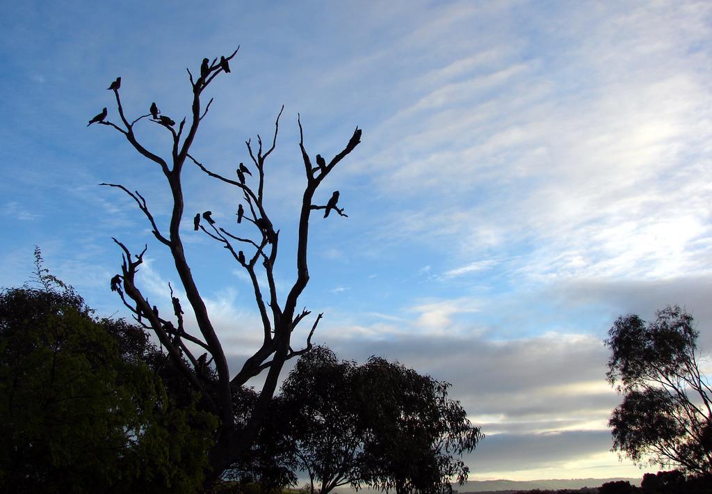 Austiny Bed And Breakfast Victor Harbor Bagian luar foto