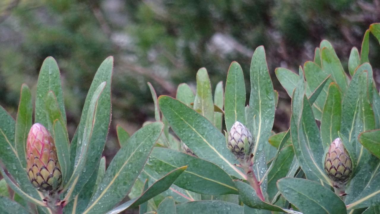 Austiny Bed And Breakfast Victor Harbor Bagian luar foto