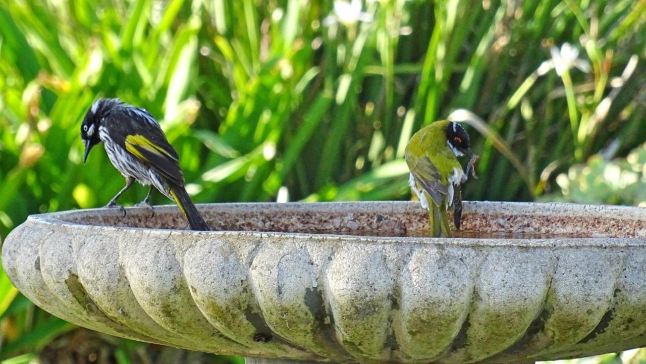 Austiny Bed And Breakfast Victor Harbor Bagian luar foto